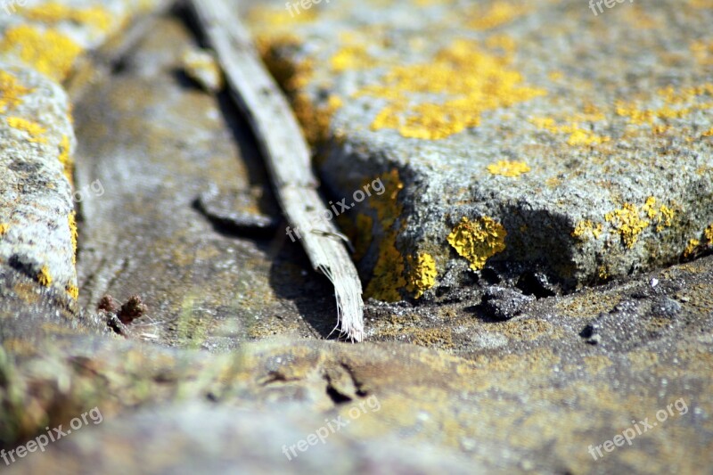 Stones Lichen Rock Structure Free Photos