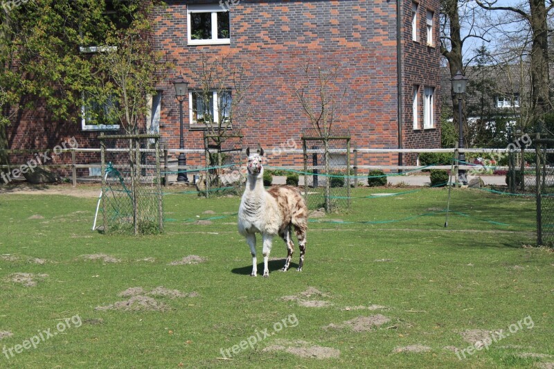 Lama Nature Animal Enclosure Free Photos