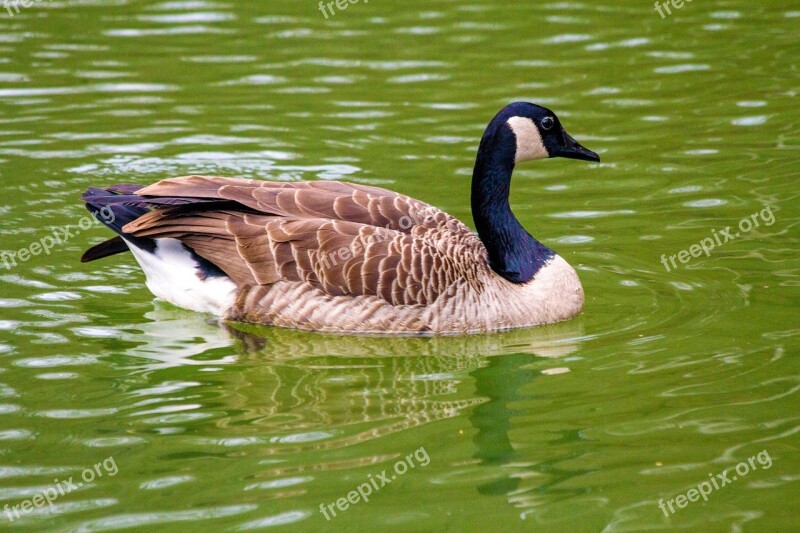 Goose Duck Bird Lake Water Animal