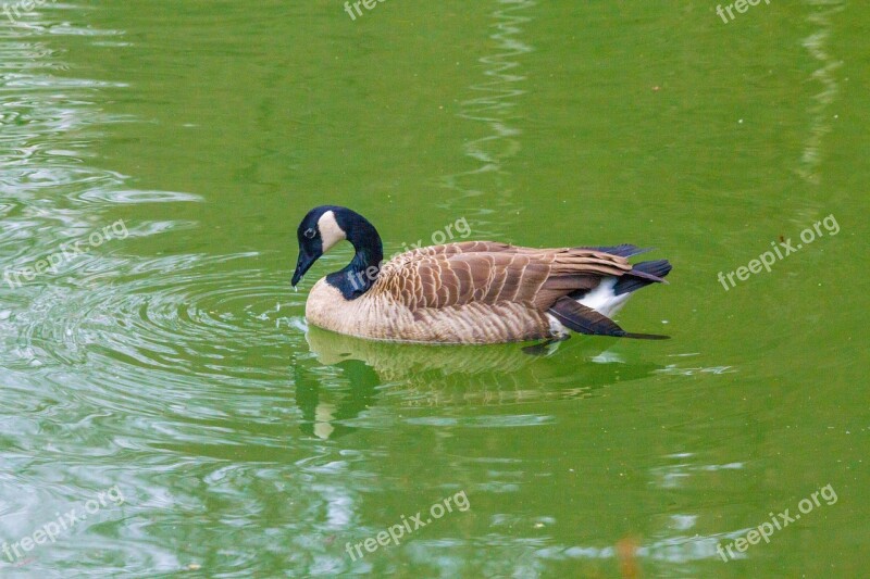 Goose Duck Bird Water Bird Lake Water