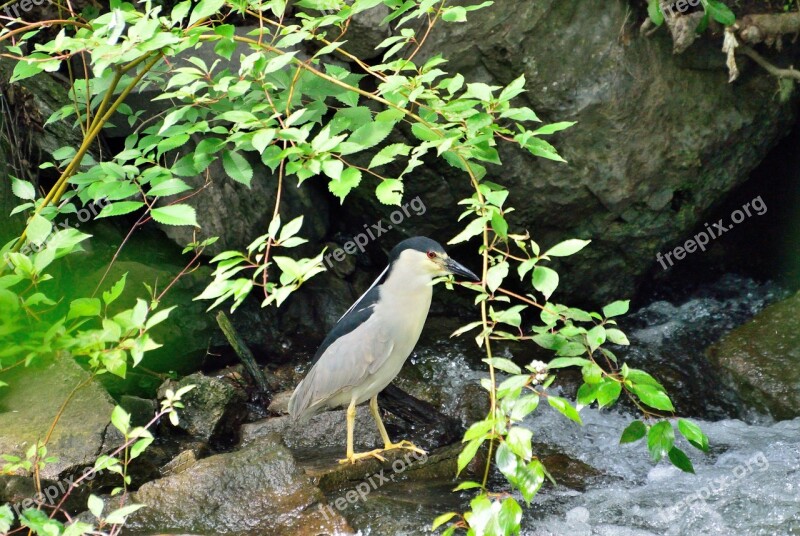 Black-crowned Night-heron Wading Bird Wildlife Water Life Free Photos