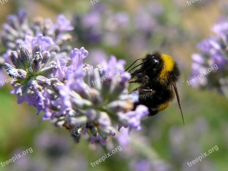 Bee Lavender Nature Flower Garden