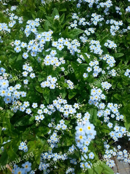 Wild Flowers Nature Beautiful Summer Floral