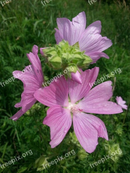 Wild Flowers Nature Beautiful Summer Floral