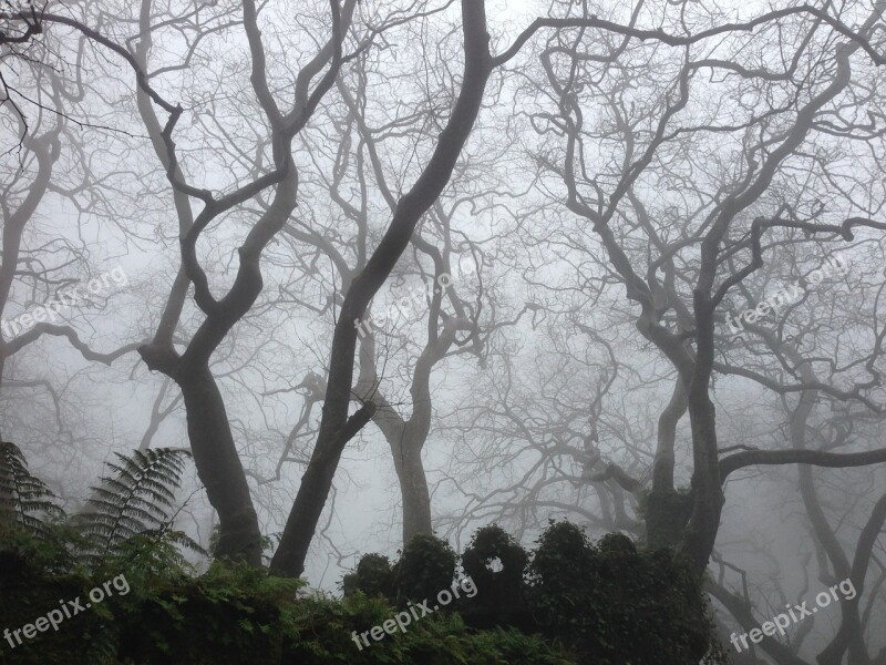 Dark Mist Nature Branch Forest