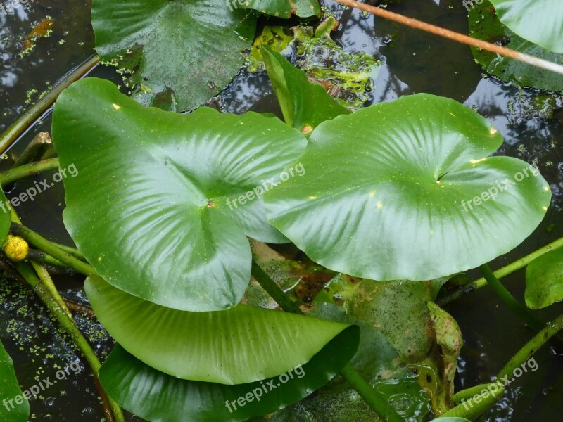 Lily Pads Water Lily Water Nature Plant