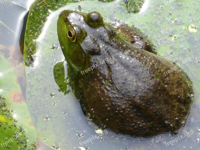 Frog Amphibian Pond Water Animal