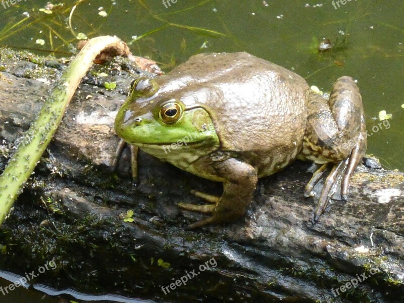 Frog Amphibian Pond Water Animal