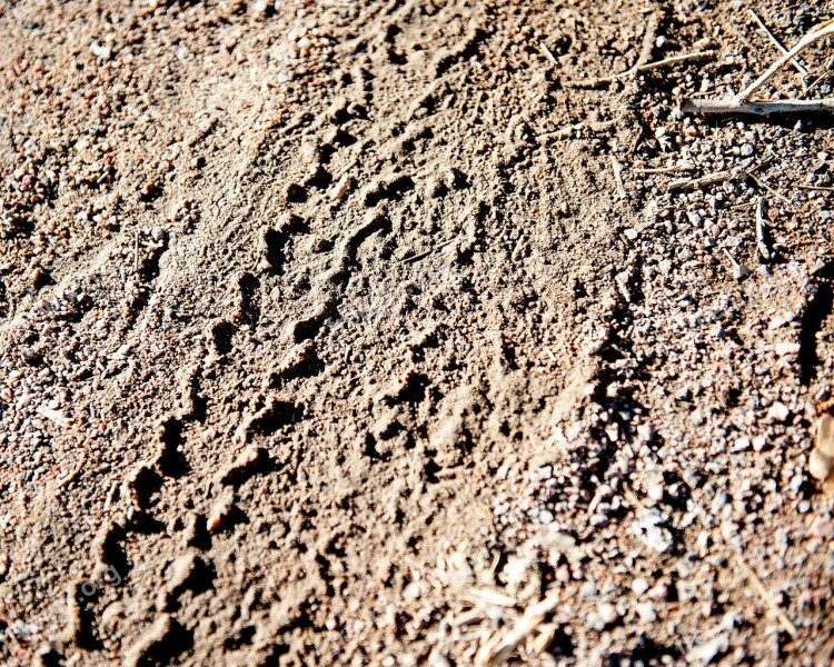 Tire Tracks Tracks Dirt Tire Road