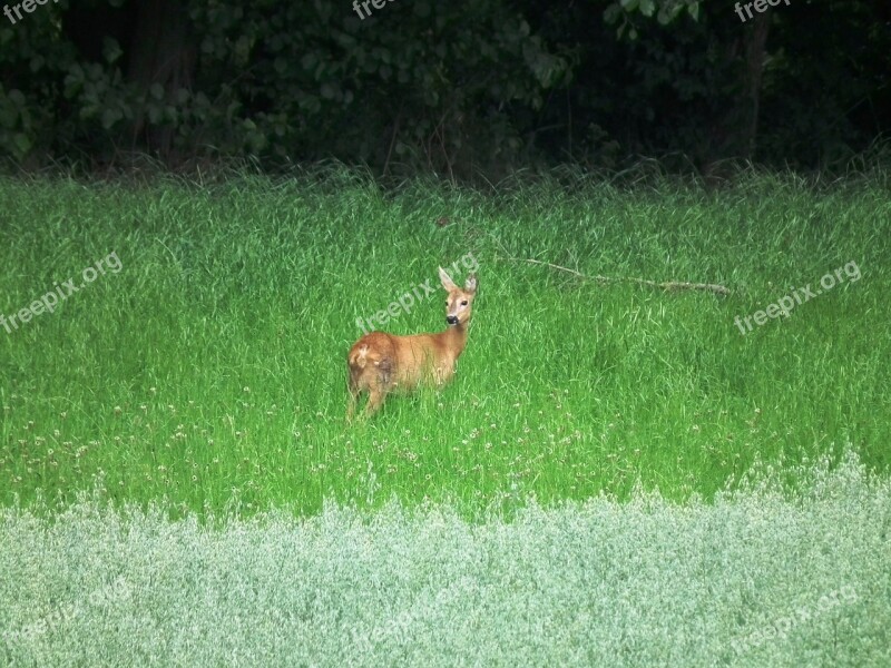 Roe Deer Meadow Forest Wild Scheu