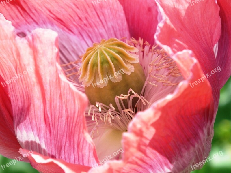 Poppy Pink Close Up Flower Mohngewaechs