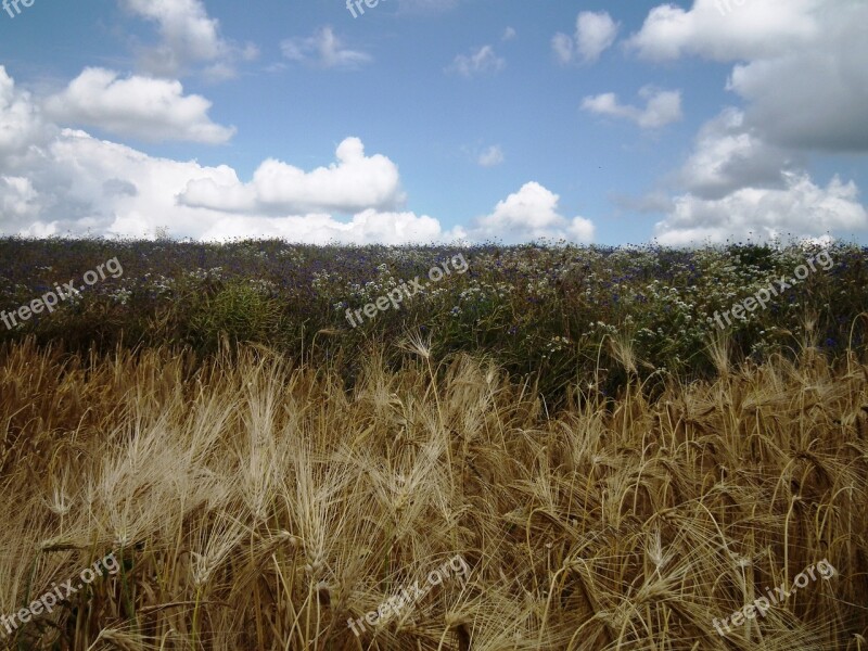 Spike Field Sky Cereals Cornfield