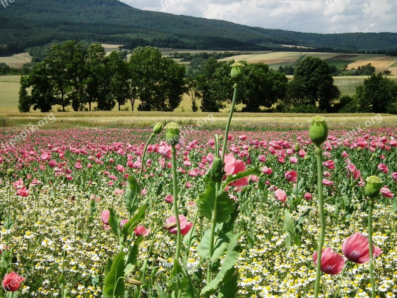 Poppies Opium Poppy Poppy Field Meissner