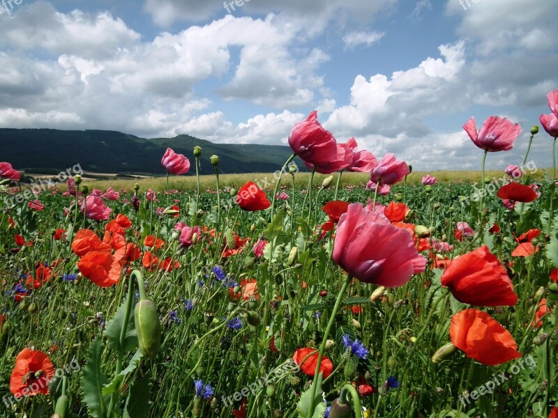 Field Of Poppies Poppy Klatschmohn Clouds Sky