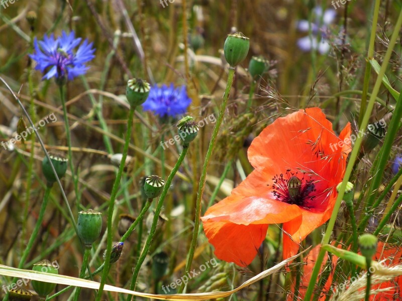 Klatschmohn Poppy Red Blue Grass