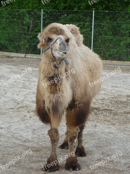 Dromedary Camel Camelus Dromedarius Free Photos