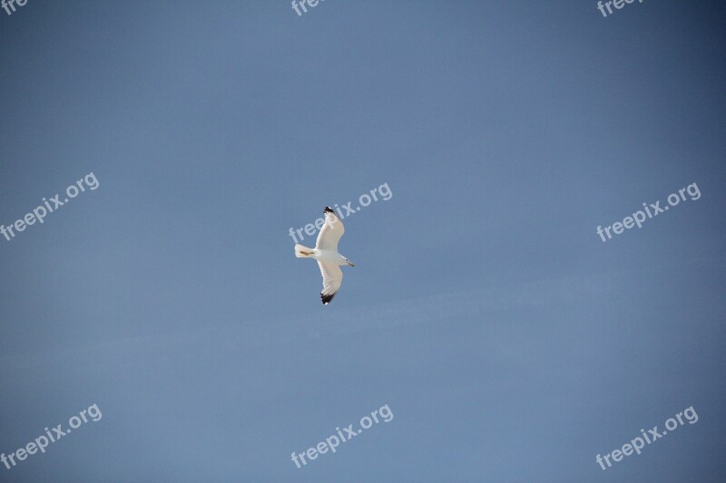 Seagull Bird Coast Sky Animal