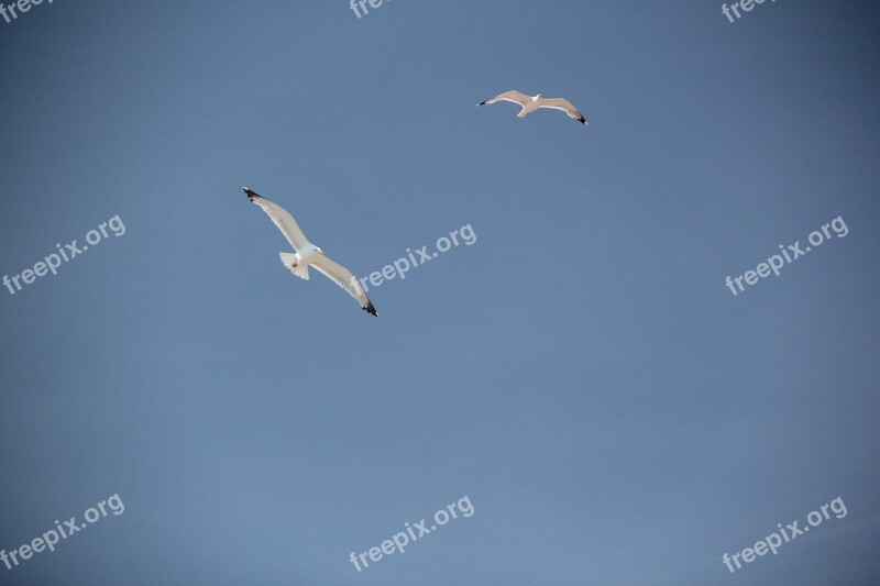 Gulls Birds Coast Sky Animals