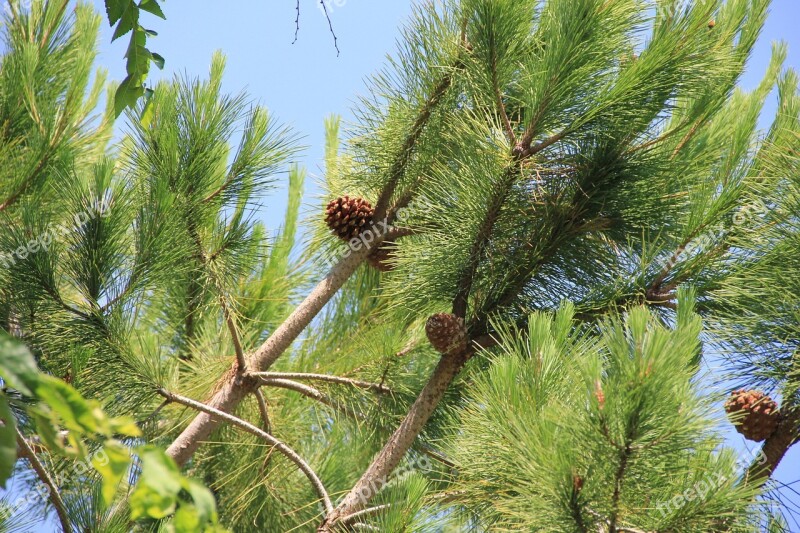 Pine Tap Pine Cones Nature Tree