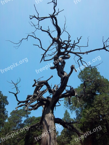 Tree Gnarled Twisted Branches Wood