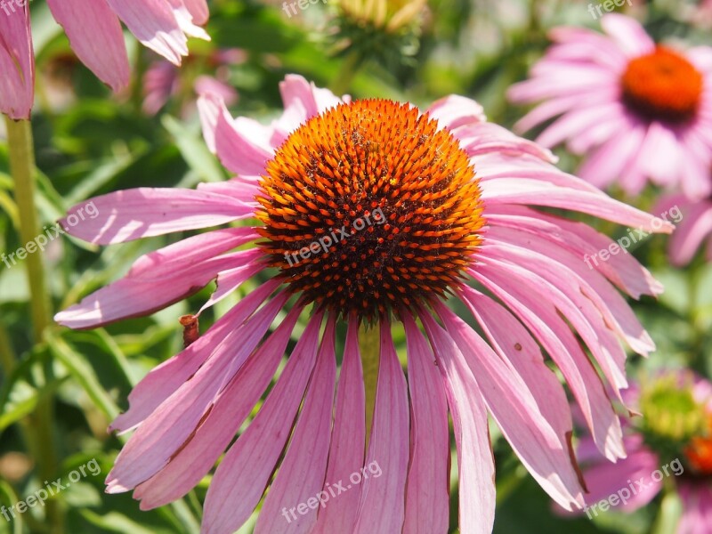 Coneflower Garden Echinacea Pink Macro