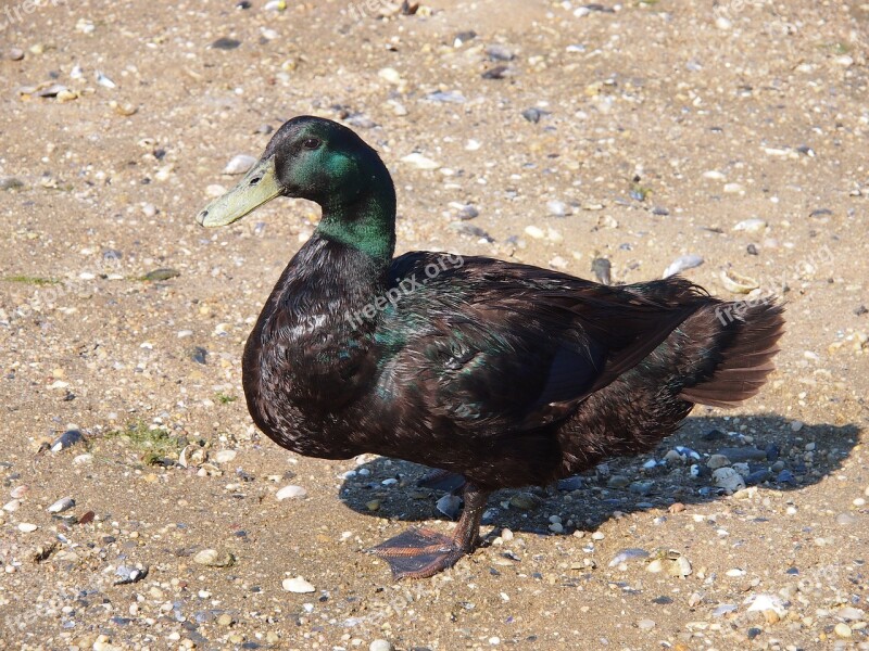 Mallard Duck Male Nature Bird