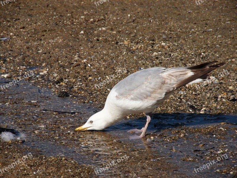 Seagull Drinking Beach Coast Summer