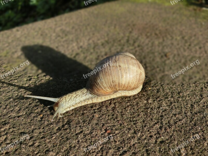 Shell Snail Animal Nature Macro