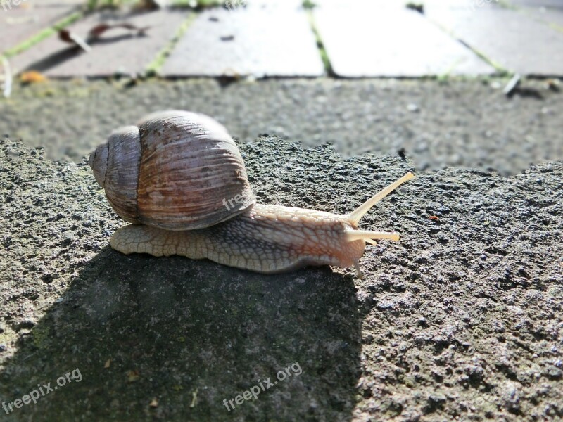 Snail Animal Shell Nature Macro