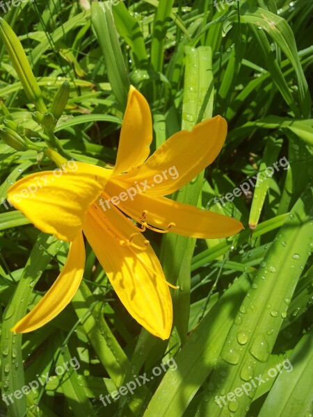 Flowers Yellow Flower Nature Plants Free Photos