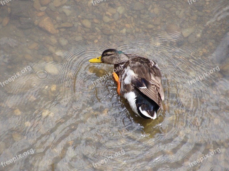 Duck Ave Mallard Animal Free Photos