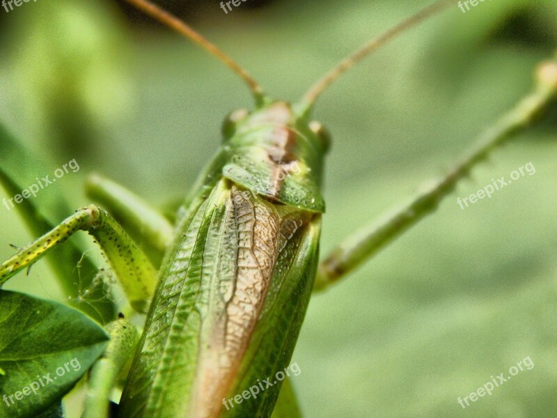 Grasshopper Insect Antennae Wood Brown