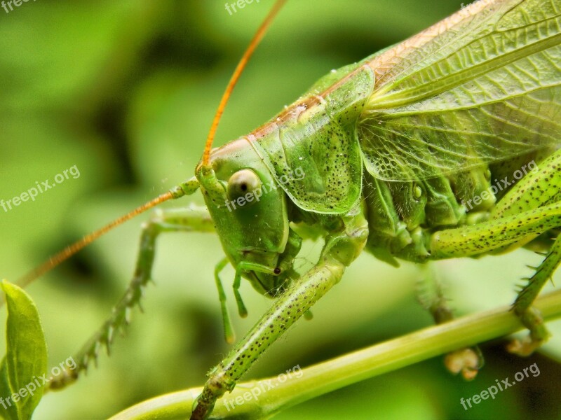 Grasshopper Insect Antennae Wood Brown