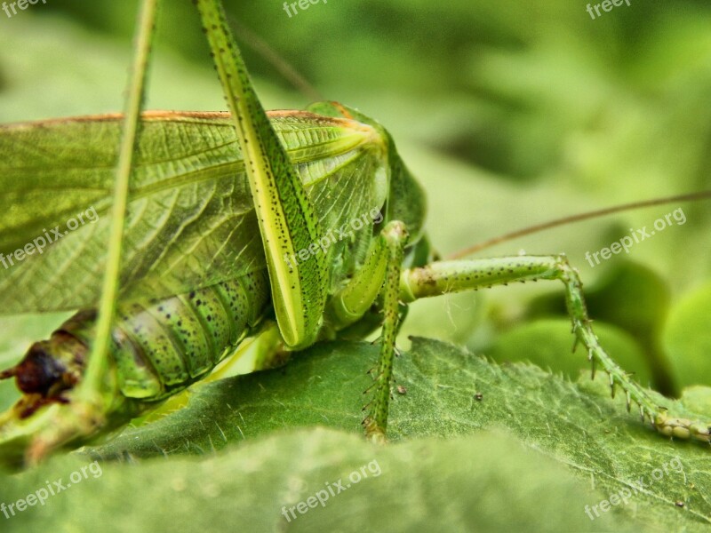 Grasshopper Insect Antennae Wood Brown