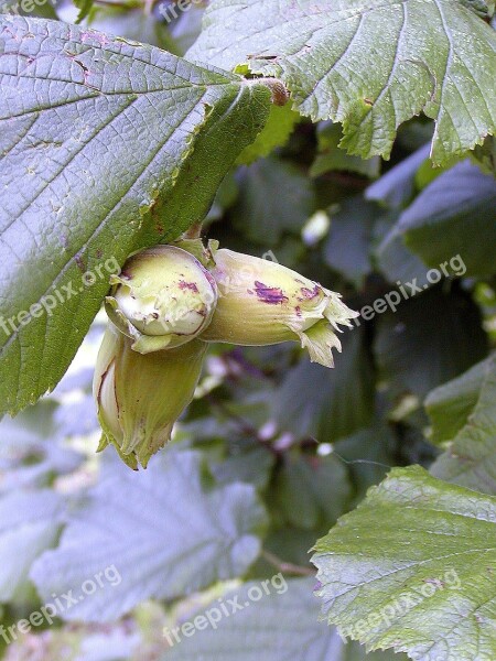 Bush Hazel Nuts Story Shelter