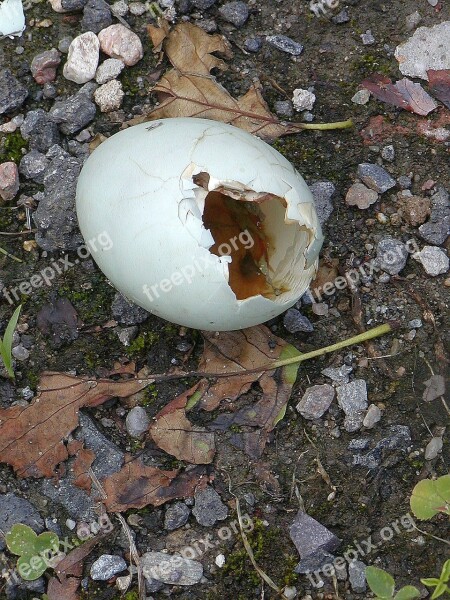 Eggs Broken Shell Loss Nature