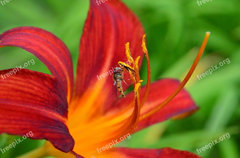 Daylily Lily Flower Plant Stamens