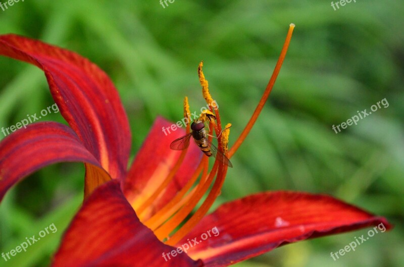 Daylily Lily Flower Incomplete Red