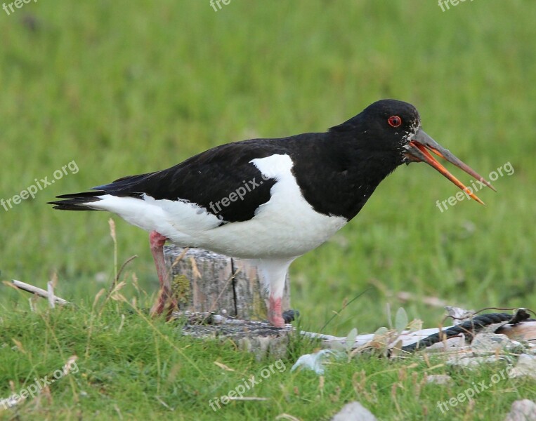 Oystercatcher Bird Haematopus Ostralegus Watt Bird Regenpferferartige