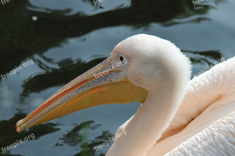 Pelikan Pelecanidae Pelecanus Pelecaniformes Water Bird