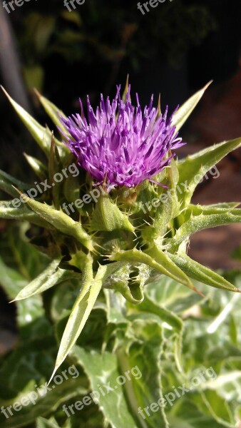 Milk Thistle Thistle Flower Lilac Purple