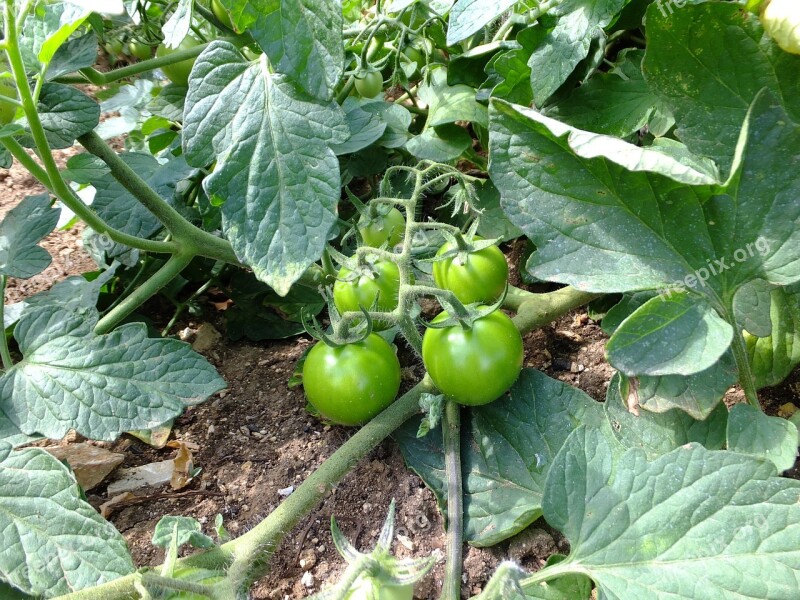 Tomatoes Solanum Lycopersicum Salad Kitchen Cook