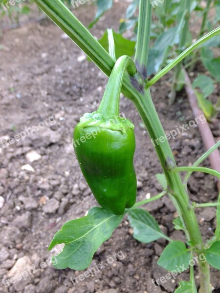 Pepper Capsicum Green Food Eat