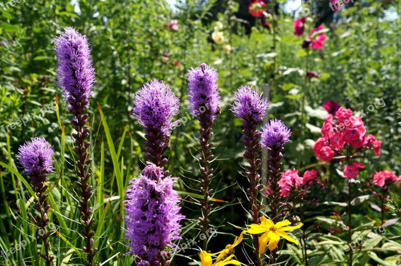 Honorary Award Flower Veronica Purple Large Speedwell