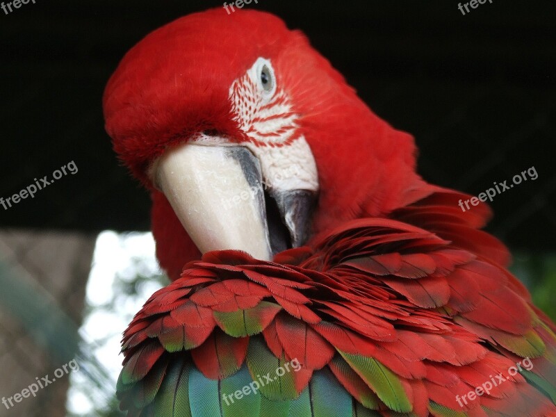 Parrot Bird Plumage Ara Color