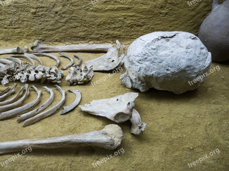 Skeleton Bones Femur Museum Bury