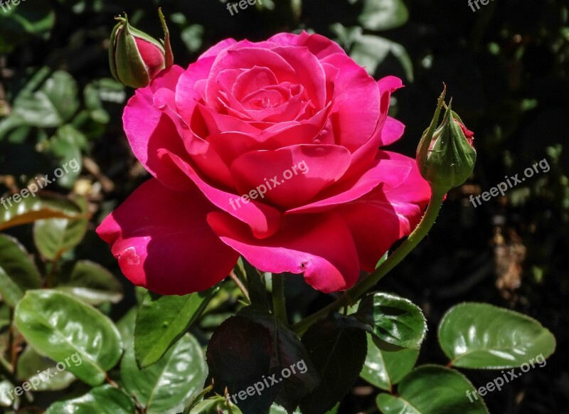 Rosa Flower Red Garden Nature