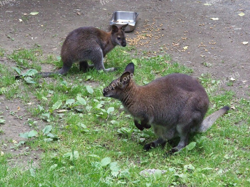 Wallaby Mother Nature Australian Animal