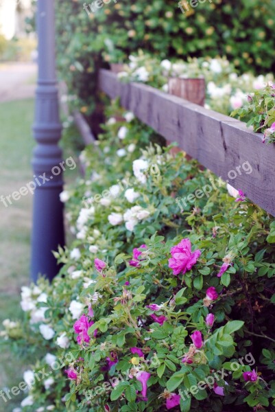 Flowers Bush Kolomna Park Heat