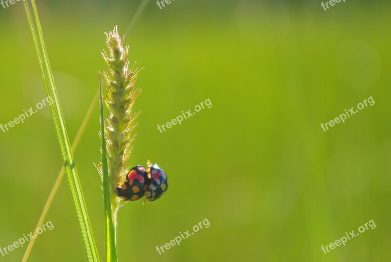 Rice Ladybug Mating Close-up Green